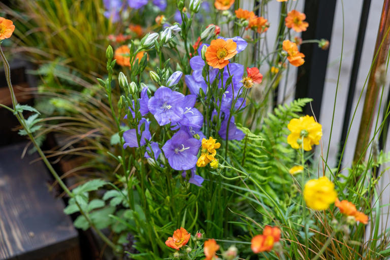 Orange is the 'unexpected red' of garden design – and Chelsea Flower ...
