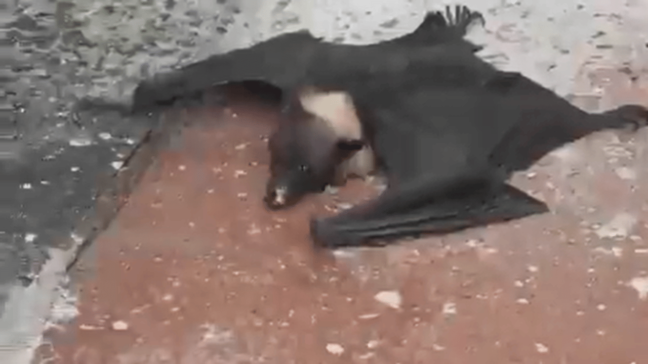 Bat falls off tree amid heatwave in UP, viral video shows lawyers ...