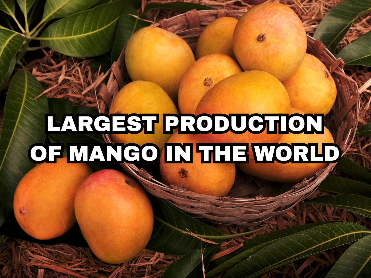 Which country is known for largest production of mango in the world ...