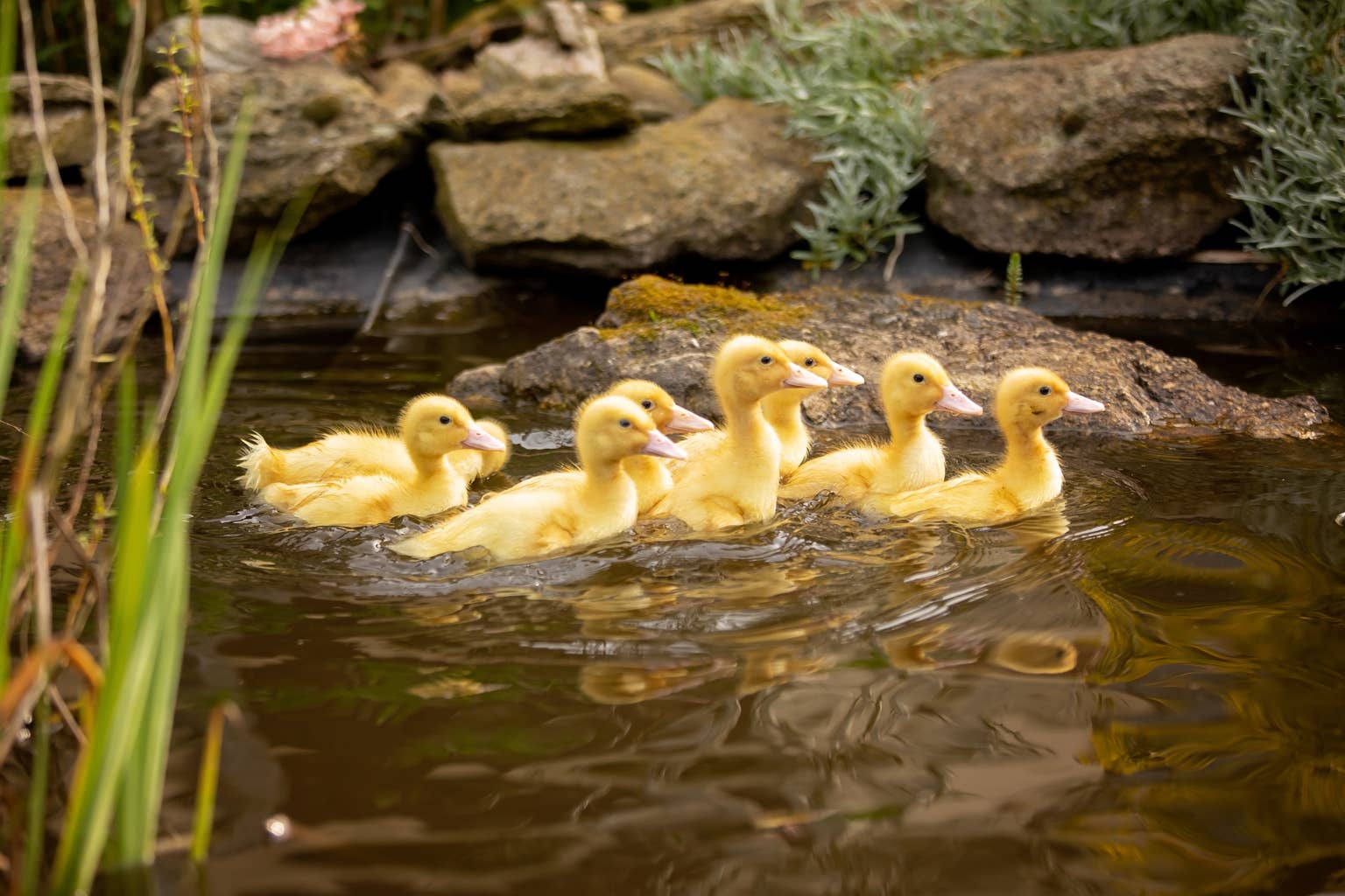 Woman carves a watermelon into a tiny pool for ducklings—and the result ...