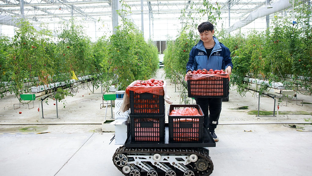 China tests humanoid robots in Fujian tea fields
