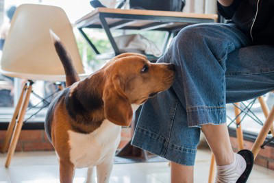 犬が飼い主の『股のニオイ』を嗅ぐ心理4選 やめてほしい場合の適切な対応まで解説