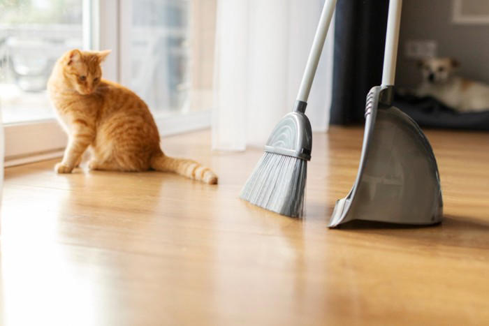 猫の『突然死』を招く4つの原因 年齢に関わらないリスクや起こさないための予防法