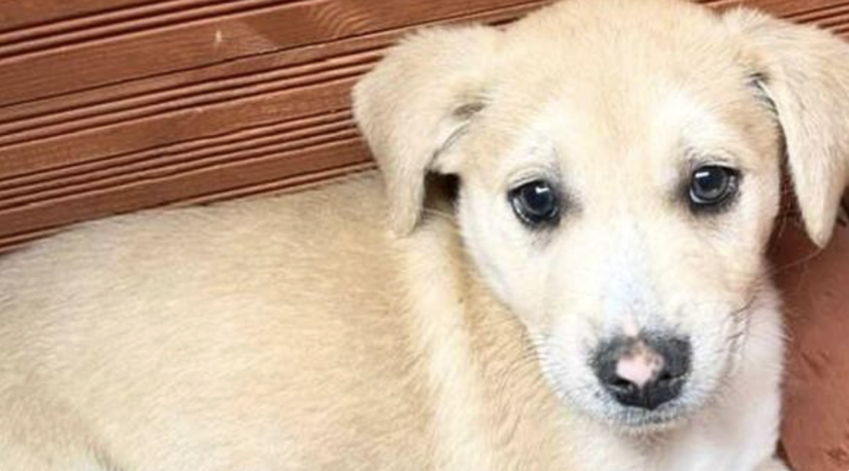 Tiny 7lb puppy looking for love after rescue from hoarding