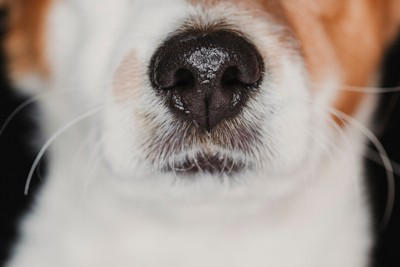 犬が飼い主の『股のニオイ』を嗅ぐ心理4選 やめてほしい場合の適切な対応まで解説