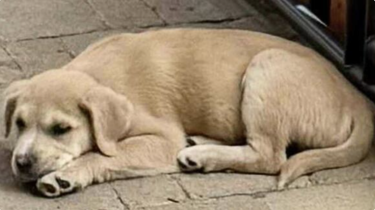 Tiny 7lb puppy looking for love after rescue from hoarding