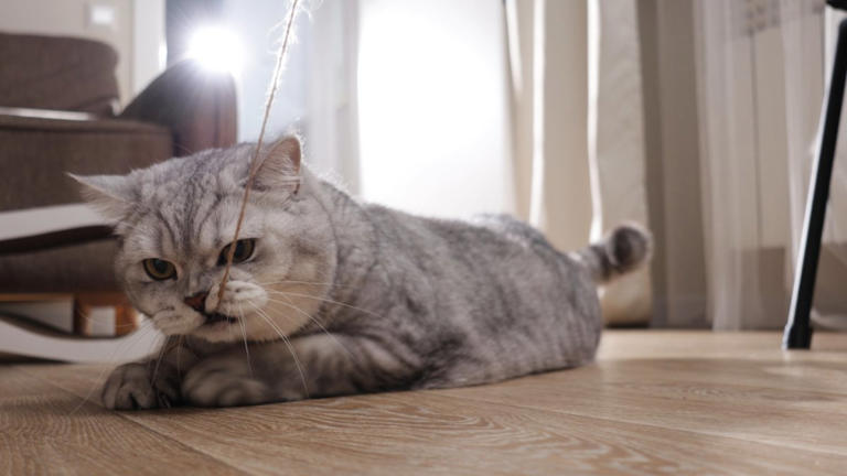 猫の『突然死』を招く4つの原因 年齢に関わらないリスクや起こさないための予防法