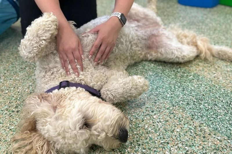 12 beautiful signs your dog feels deeply loved, emotionally safe, and truly happy 9
