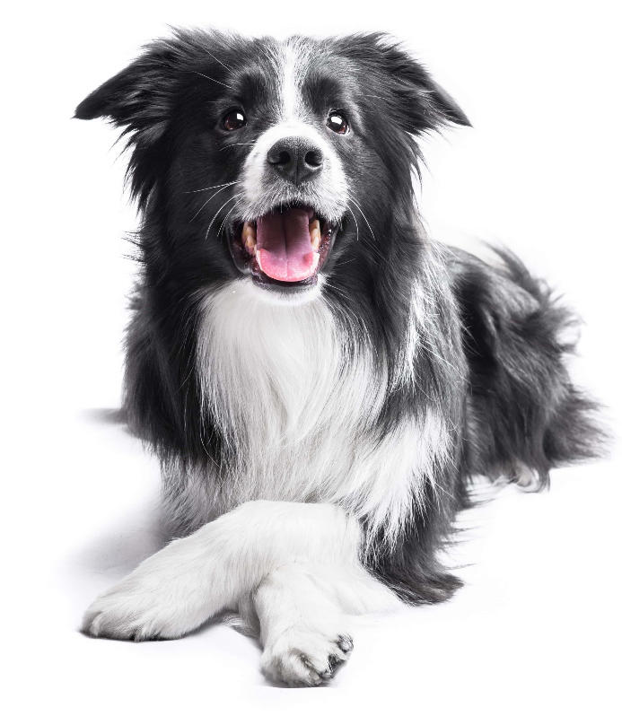 Intelligent dogs: 11 breeds that are smarter than you think