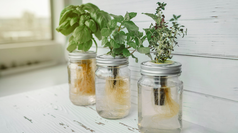 6 beautiful houseplants that don't need any soil to grow