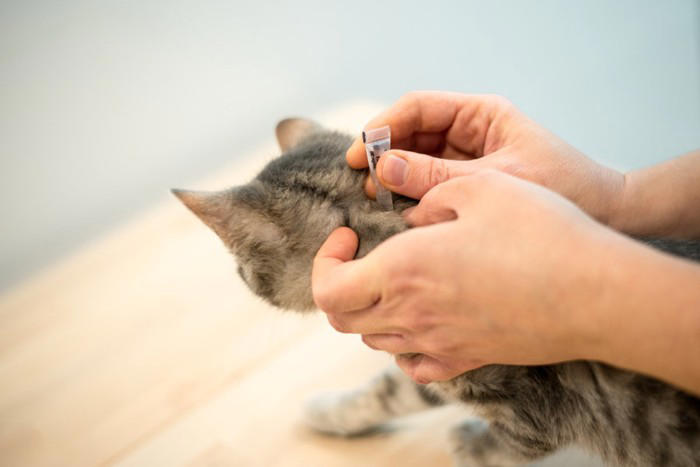 猫の『突然死』を招く4つの原因 年齢に関わらないリスクや起こさないための予防法