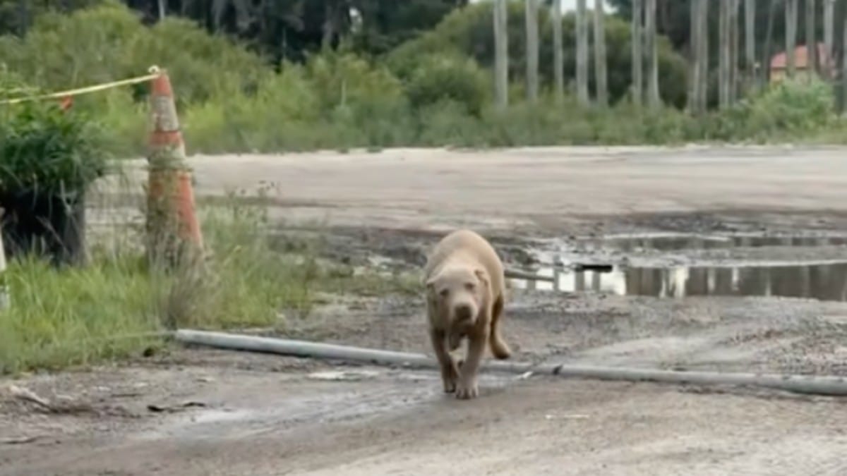 Two puppies hug as they realise they've been saved, melting hearts ...