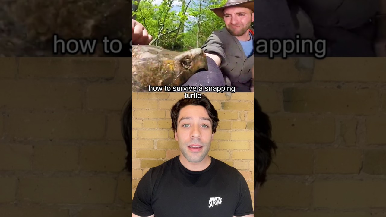 Learn the first aid steps for a snapping turtle bite