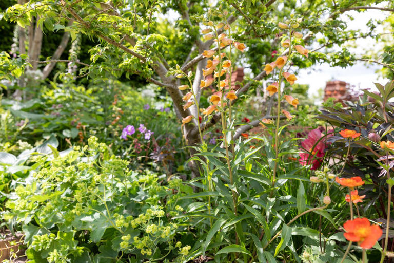 Orange is the 'unexpected red' of garden design – and Chelsea Flower ...