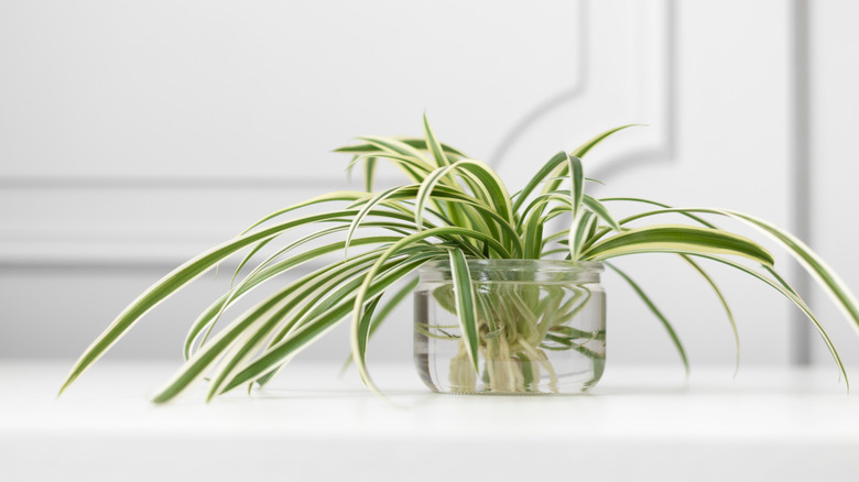 6 beautiful houseplants that don't need any soil to grow