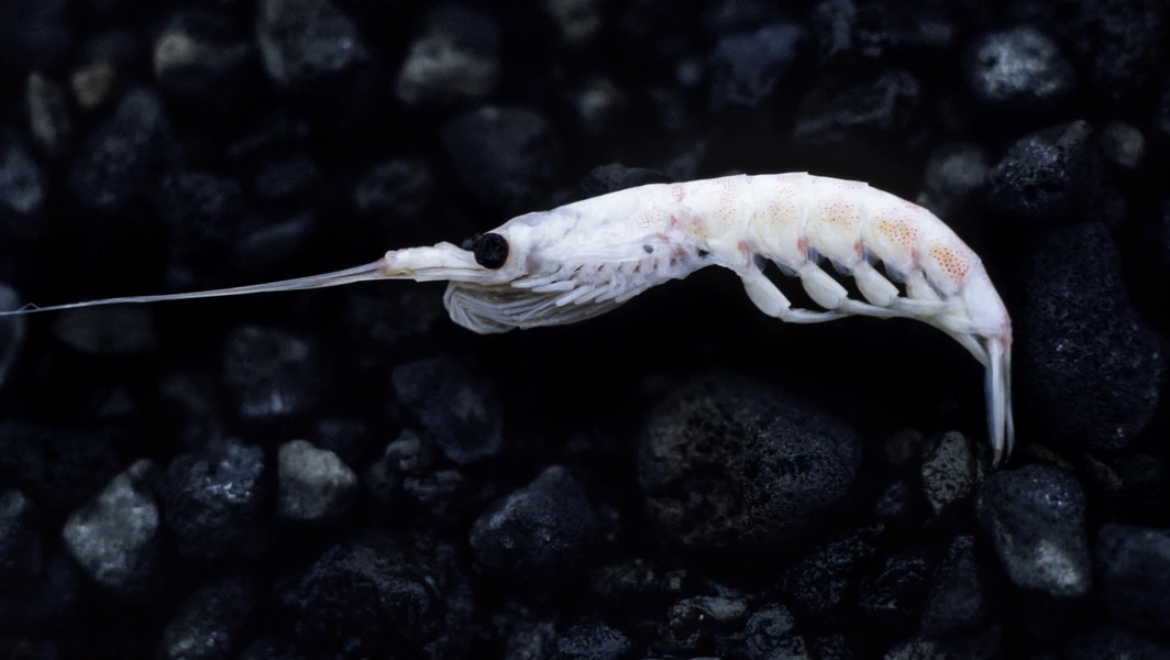 krill-oil-or-fish-oil-for-your-omega-3-boost