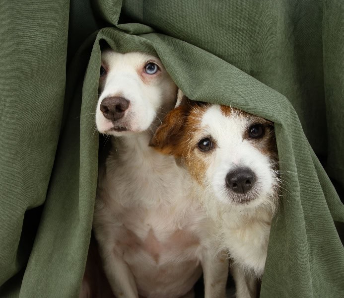 The surprising way barometric pressure influences dog behavior