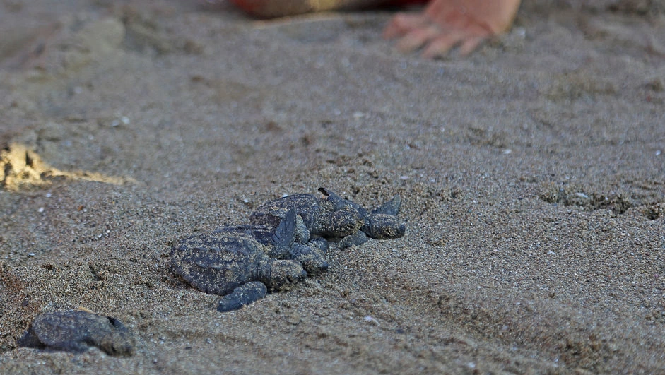 World Turtle Day 2026 spotlights threats and rare sea turtle feats