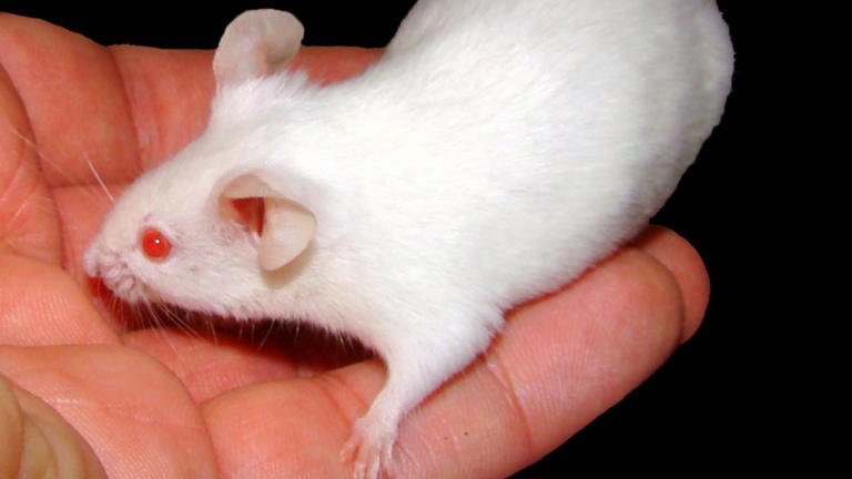 Scientists just reversed memory loss in mice by recharging the brain’s ...