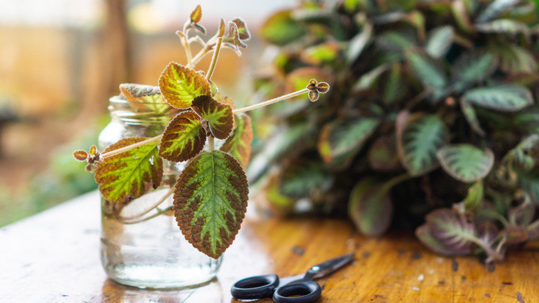 6 beautiful houseplants that don't need any soil to grow