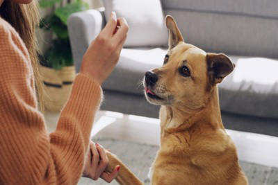犬が飼い主の『股のニオイ』を嗅ぐ心理4選 やめてほしい場合の適切な対応まで解説
