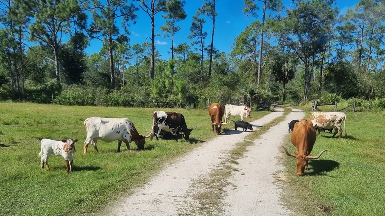 Florida's once-thriving ranch is now an underrated conservation area ...