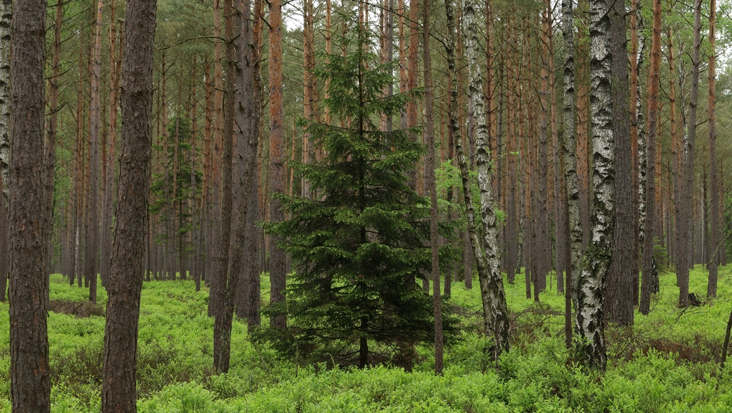 Study warns up to 16% of vascular plants risk extinction by 2100