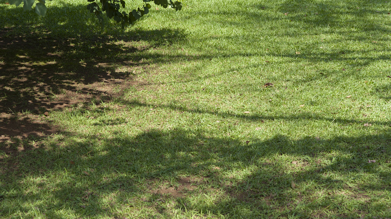 Fill patchy spots in your lawn with a reliable shade-loving ground cover
