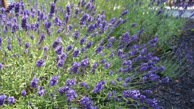 5 beautiful plants that grow well in gravel gardens