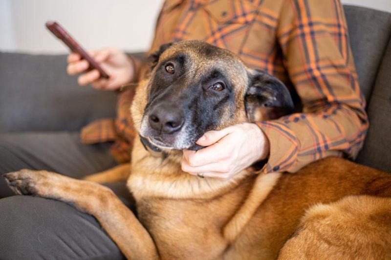 12 beautiful signs your dog feels deeply loved, emotionally safe, and truly happy 4