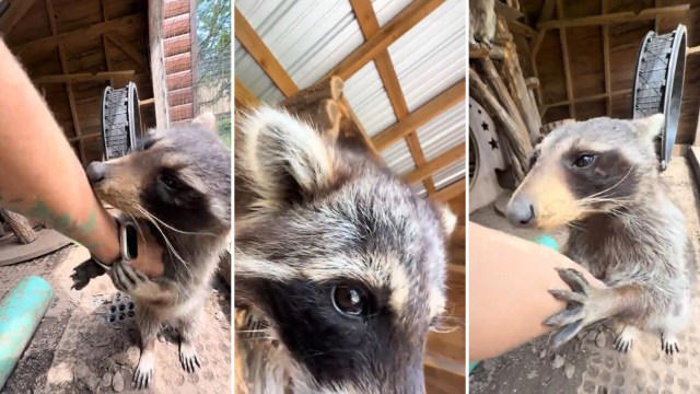 Video shows jealous raccoon muscling in for belly scratches during cozy ...