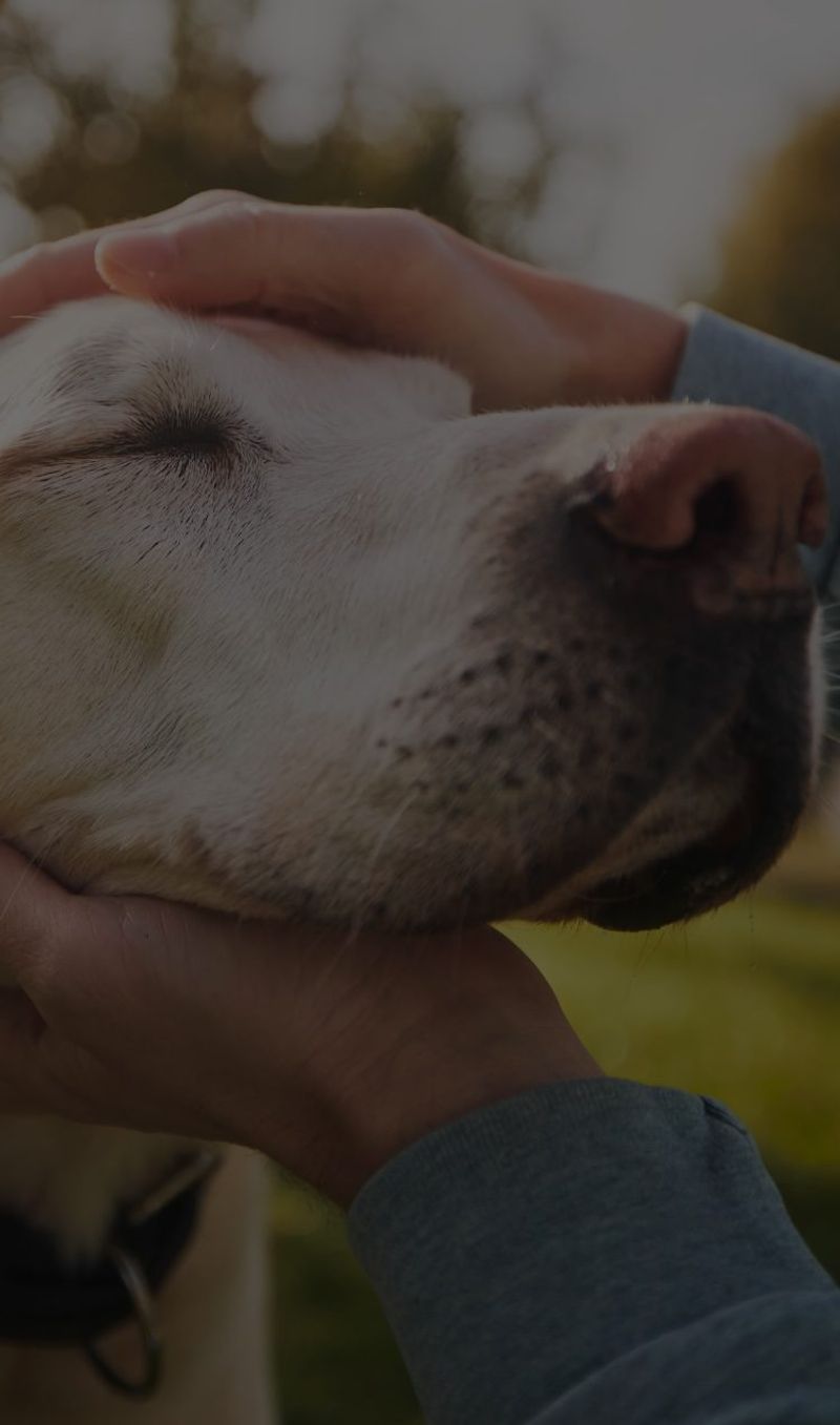 12 beautiful signs your dog feels deeply loved, emotionally safe, and truly happy 8