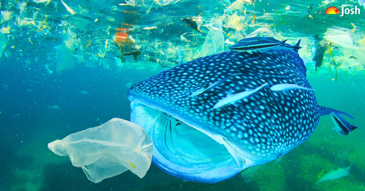 Which fish is known as the 'garbage bin of the sea?'