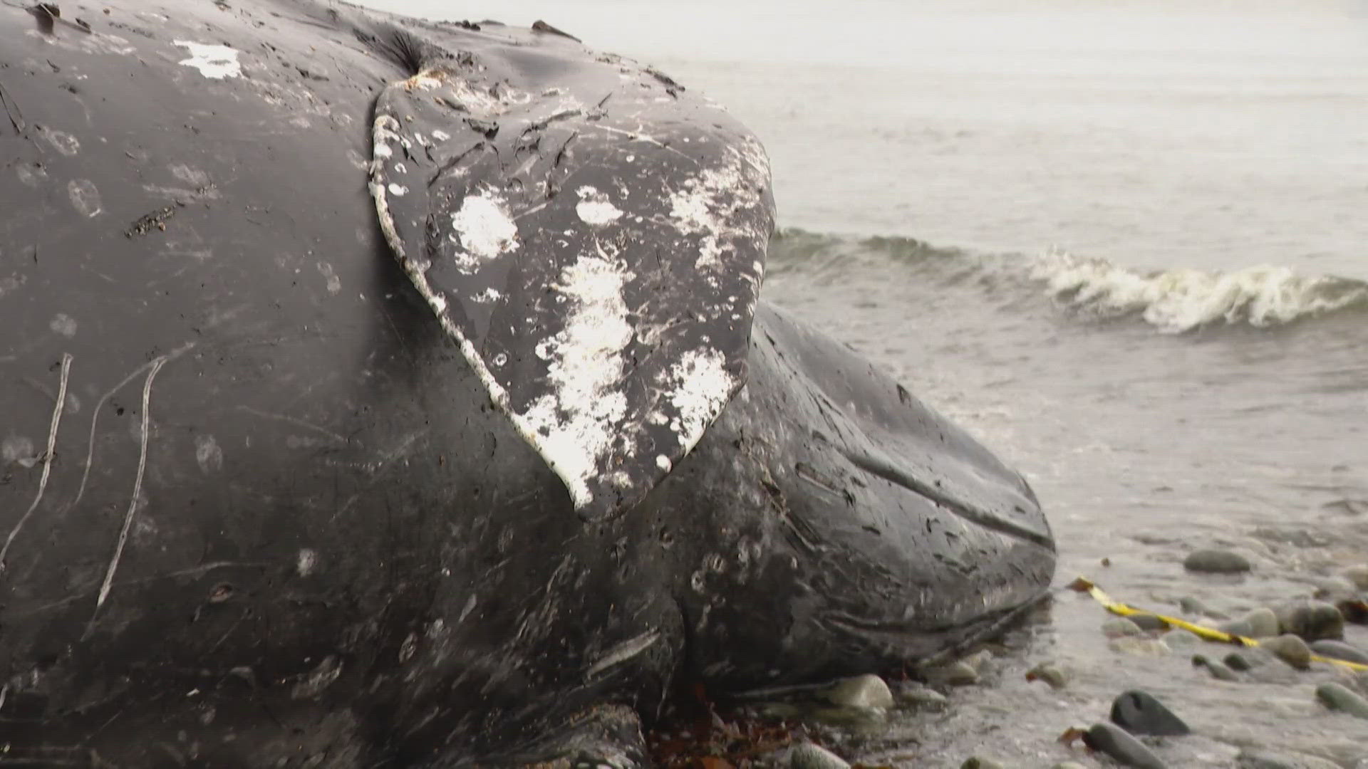 Gray whale deaths continue to climb; scientists blame changing Artic ...