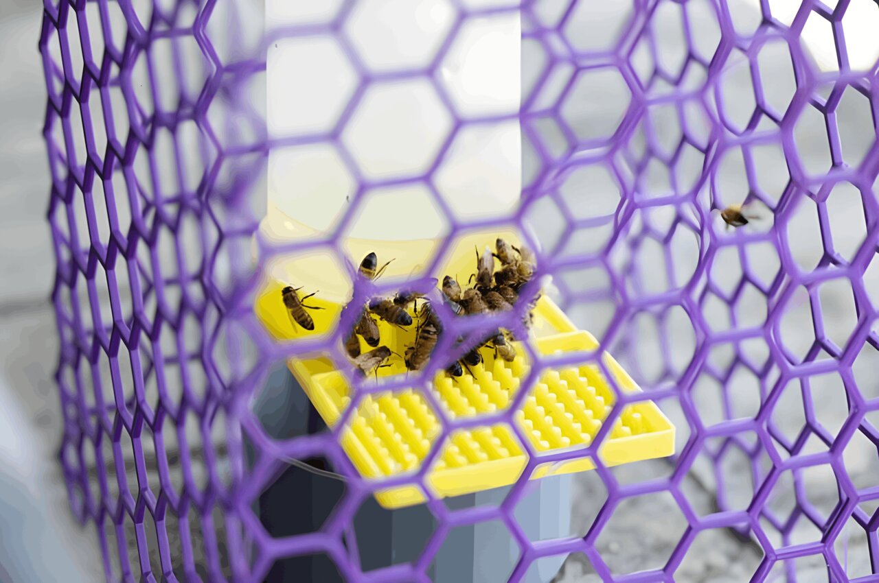 Honeybees reveal Weber's law in flight when choosing paths