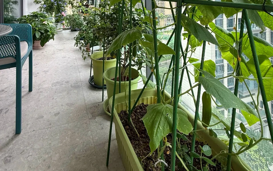 Small space, big garden dreams with containers