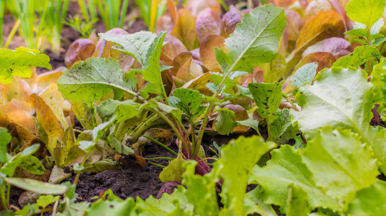 Not just fertilizer: The companion plant that can help your lettuce ...