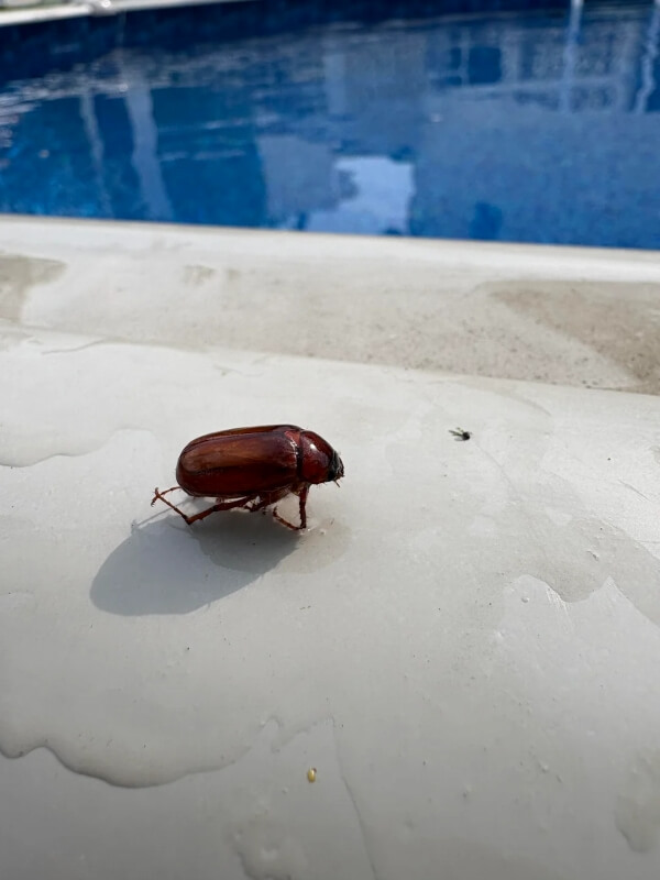 Pennsylvania homeowner baffled after 'kamikaze' bugs keep turning up ...