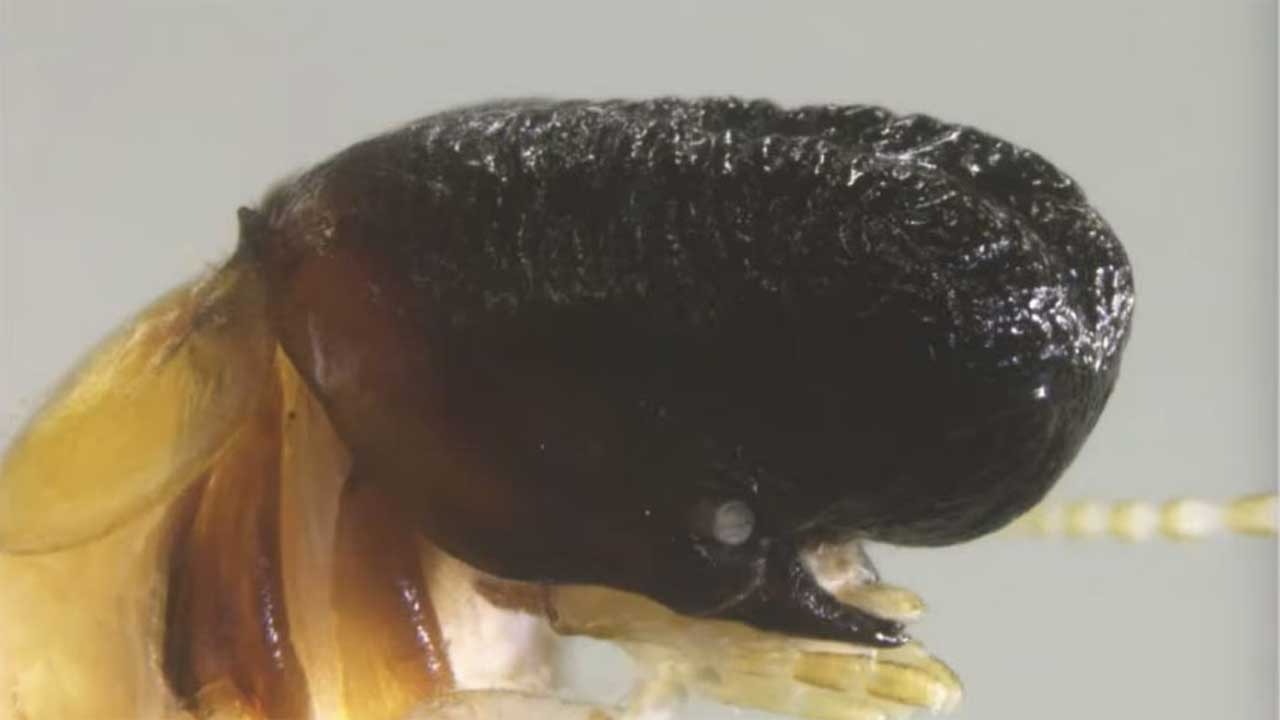 A newly named rainforest termite looks so much like a miniature sperm ...