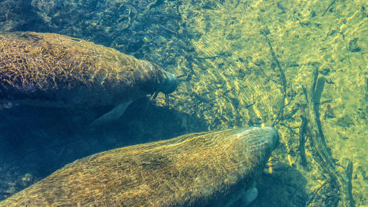 Curated visual reference: Discover Why Homosassa Springs Florida Is A Top Retirement Spot Photo Inspiration