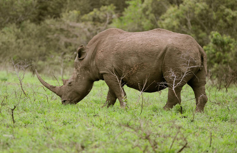 FILE PHOTO: The black rhinoceros or hook-lipped rhinoceros (Diceros bicornis) is seen at a park. (is associated with: «South Africa launches murder probe after safari tourist deaths») Frank May/dpa
