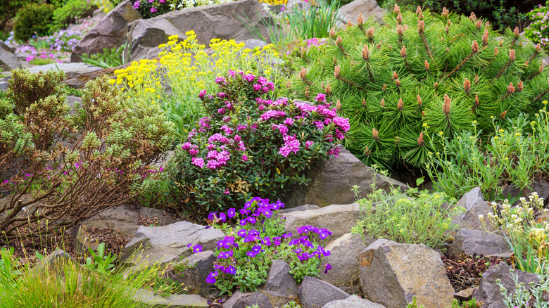 5 beautiful plants that grow well in gravel gardens