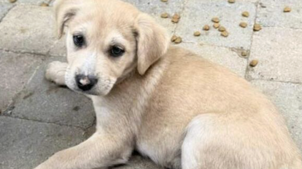 Tiny 7lb puppy looking for love after rescue from hoarding