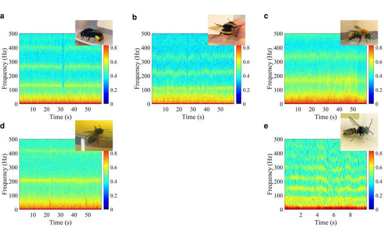 Radar can tell the difference between insect species