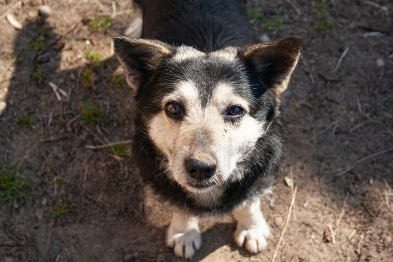 12 beautiful signs your dog feels deeply loved, emotionally safe, and truly happy 5