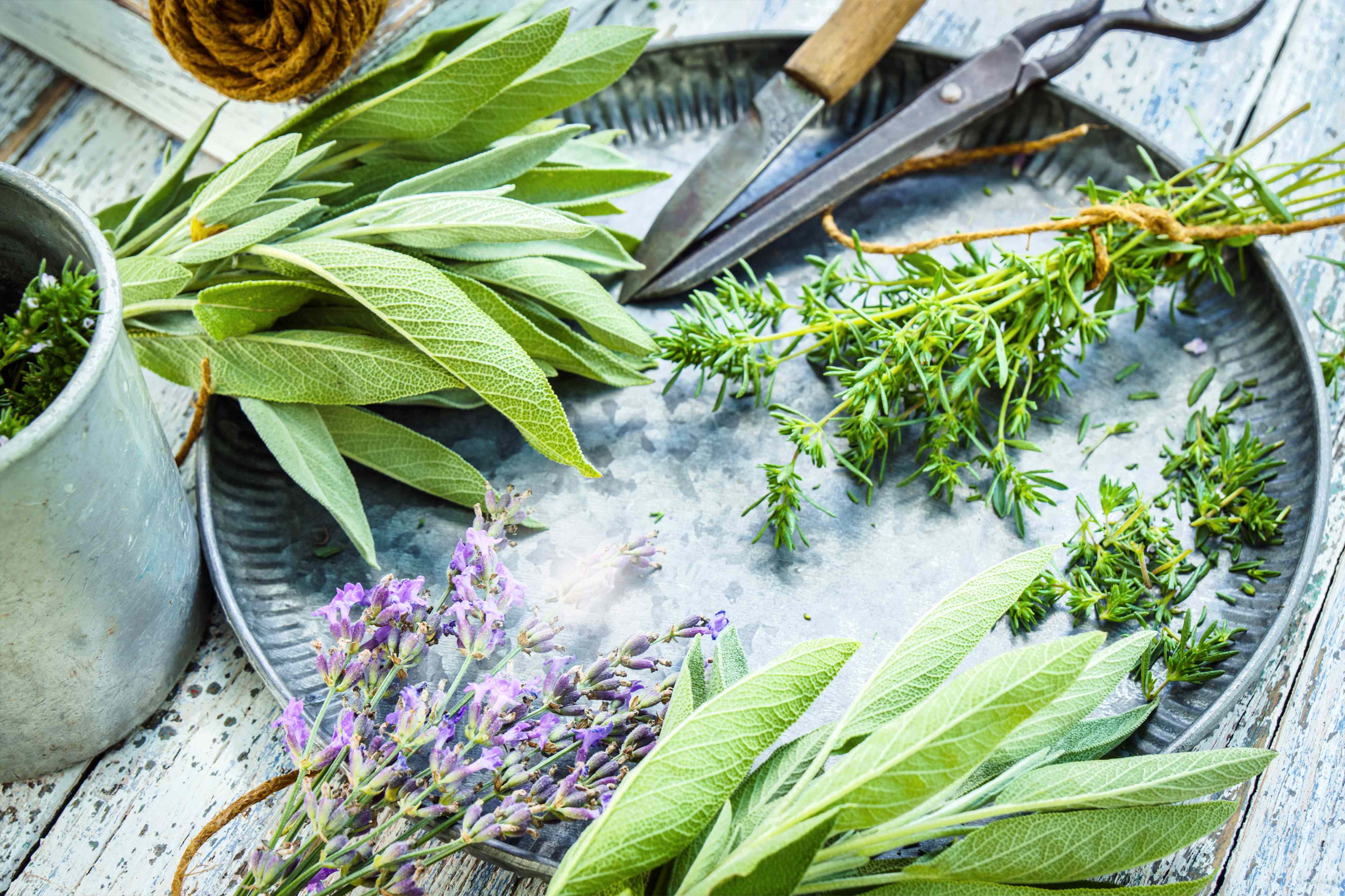 The 12 birth month herbs and their meanings—plus, how to grow each one