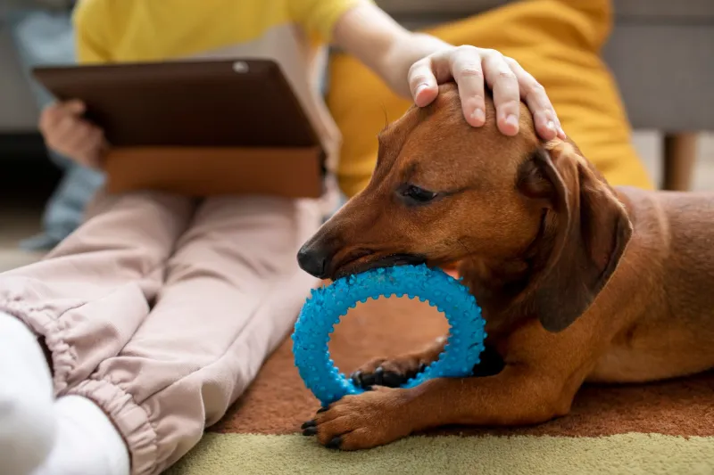 12 beautiful signs your dog feels deeply loved, emotionally safe, and truly happy 2