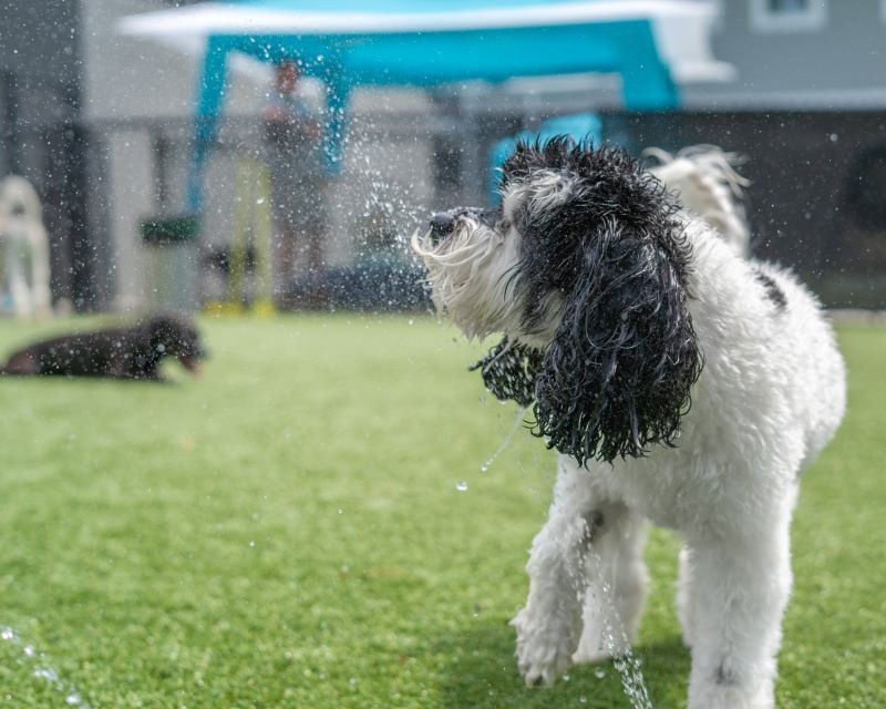 12 beautiful signs your dog feels deeply loved, emotionally safe, and truly happy 12
