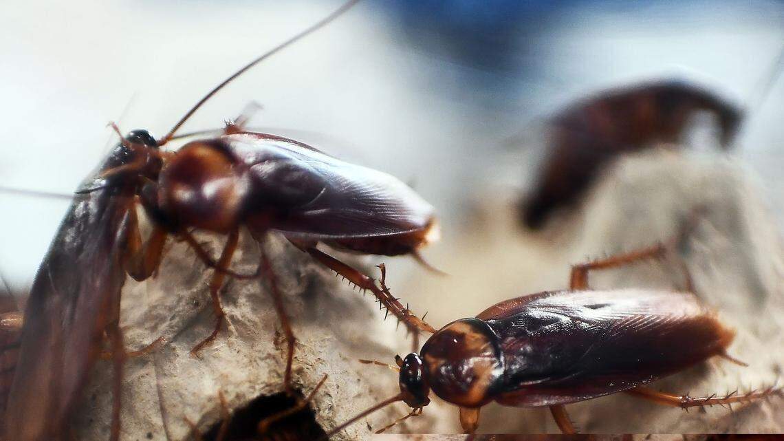 Roaches, rodent poop in bowls, expired meds at Wichita KS restaurants ...