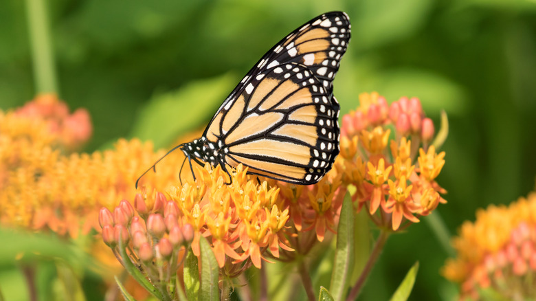 5 beautiful plants that grow well in gravel gardens